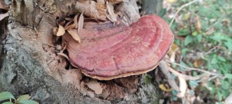 IMG_20221003_131726.jpg IMG_20221003_131726.jpg