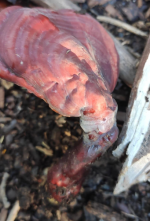 1697560220418.png 1697560220418.png