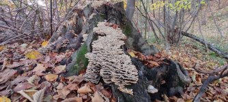 IMG_20221125_134214.jpg IMG_20221125_134214.jpg