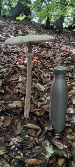 IMG_20220912_114147.jpg IMG_20220912_114147.jpg