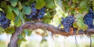 9373-vine_grapes.630w.tn.jpg